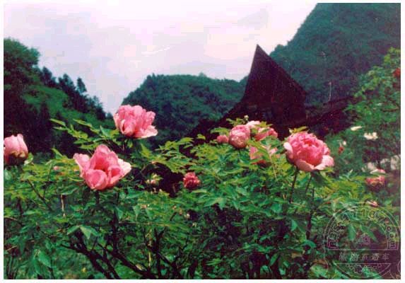 丹景山牡丹 丹景山牡丹