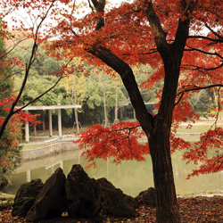 上海植物園 上海植物園