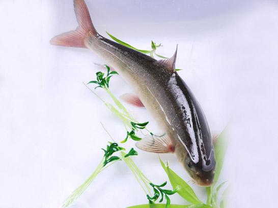 雅魚 雅魚