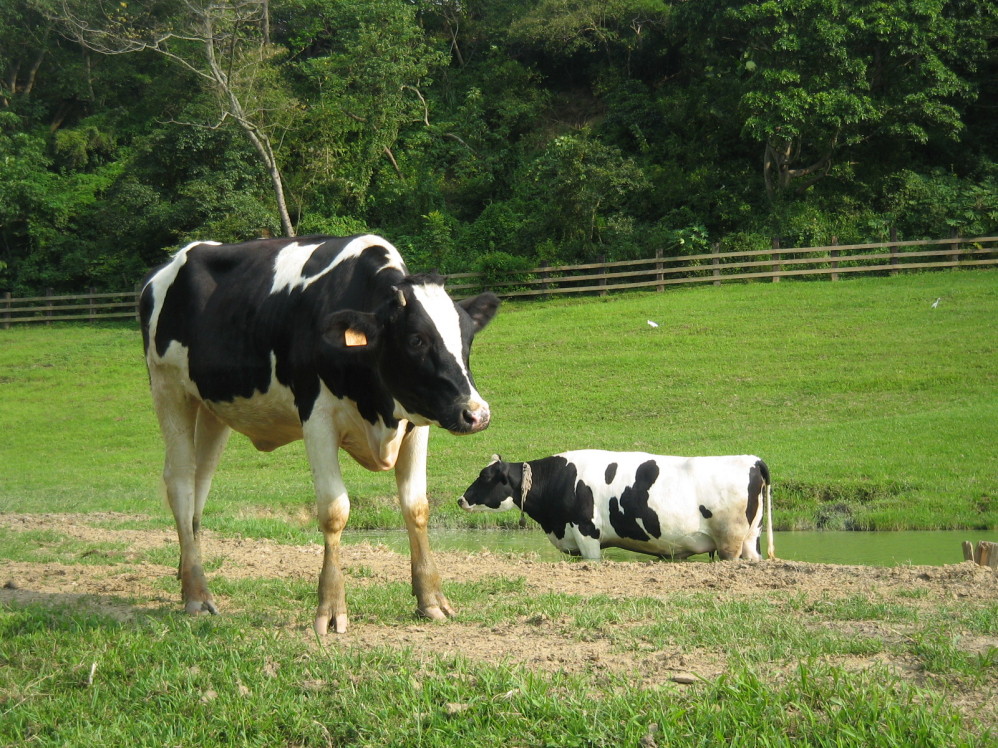 cow(車載基站)