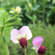 豌豆(豆科植物)