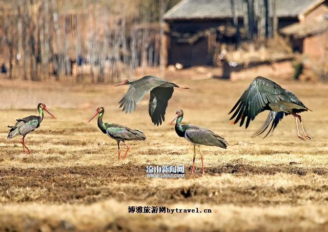 樂安濕地 樂安濕地