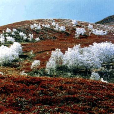 寒帶苔原 寒帶苔原