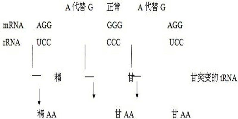琥珀突變