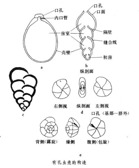 有孔蟲殼的構造從簡單到複雜 有孔蟲殼的構造從簡單到複雜