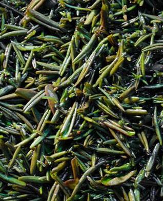 黃琅貢茶 黃琅貢茶