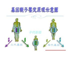 dna親子鑑定關係圖
