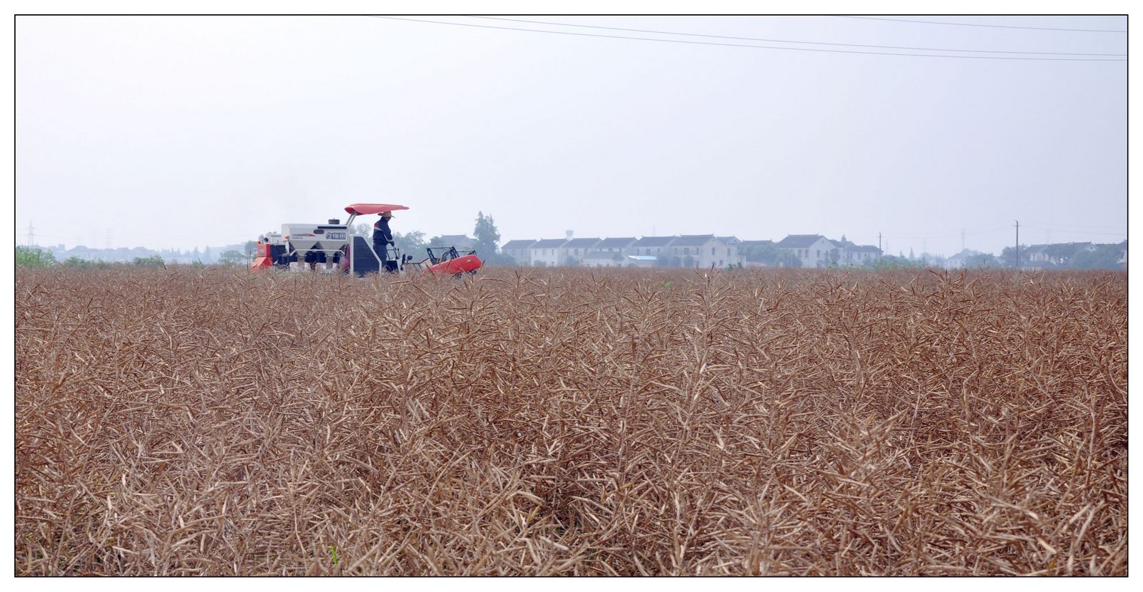 機械收割油菜籽 機械收割油菜籽