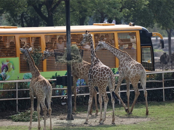 上海野生動物園 上海野生動物園
