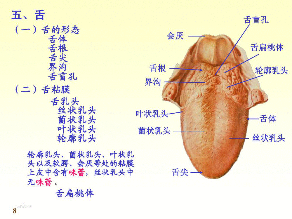 舌(人體器官)