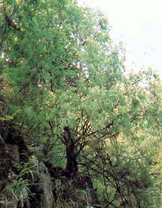 大巴山國家級自然保護區植物 大巴山國家級自然保護區植物