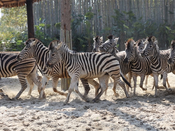 上海野生動物園 上海野生動物園