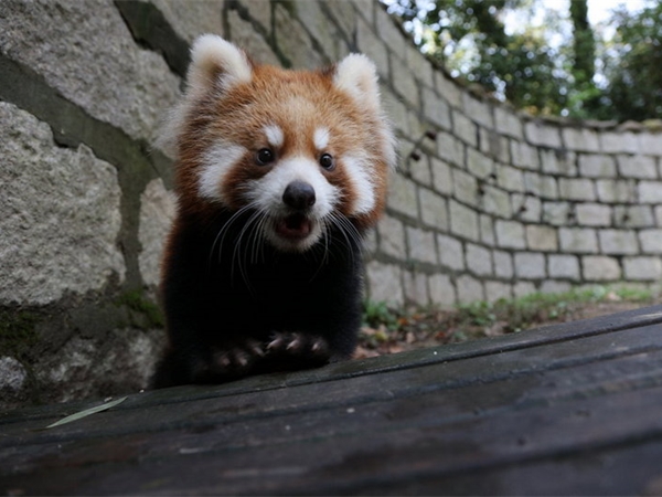 上海野生動物園 上海野生動物園