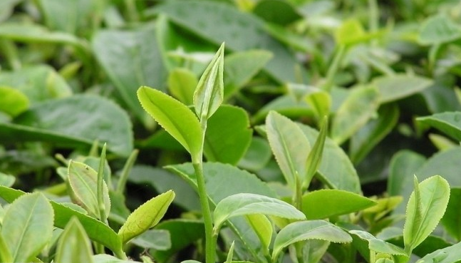 茶葉