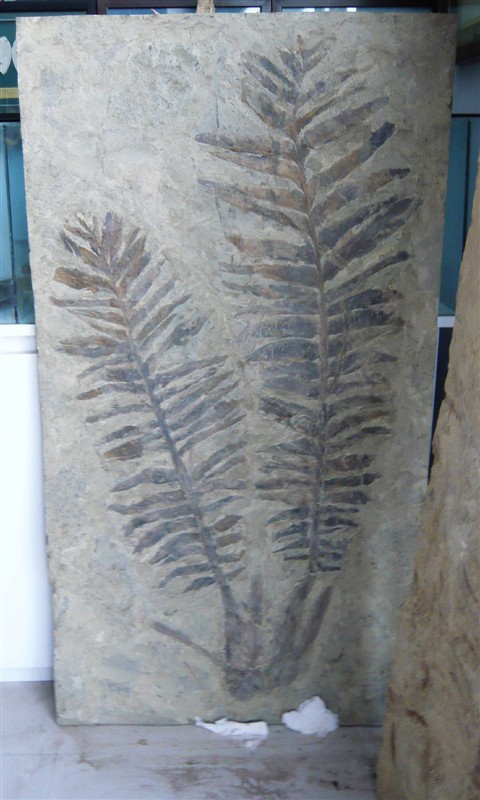 植物化石 北票石文化博物館提供 植物化石 北票石文化博物館提供
