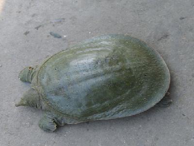甲魚 甲魚
