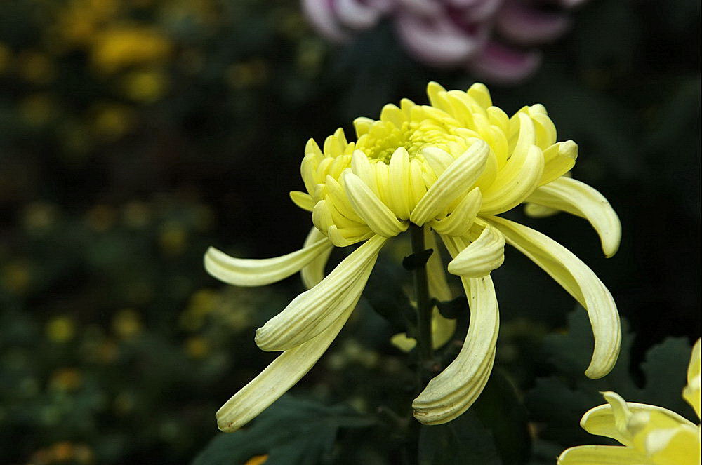 菊花 菊花