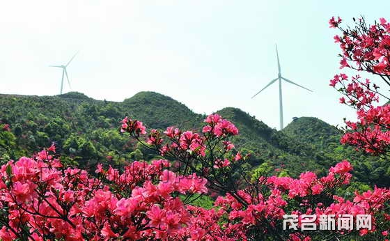 達垌古蹟映山紅 達垌古蹟映山紅
