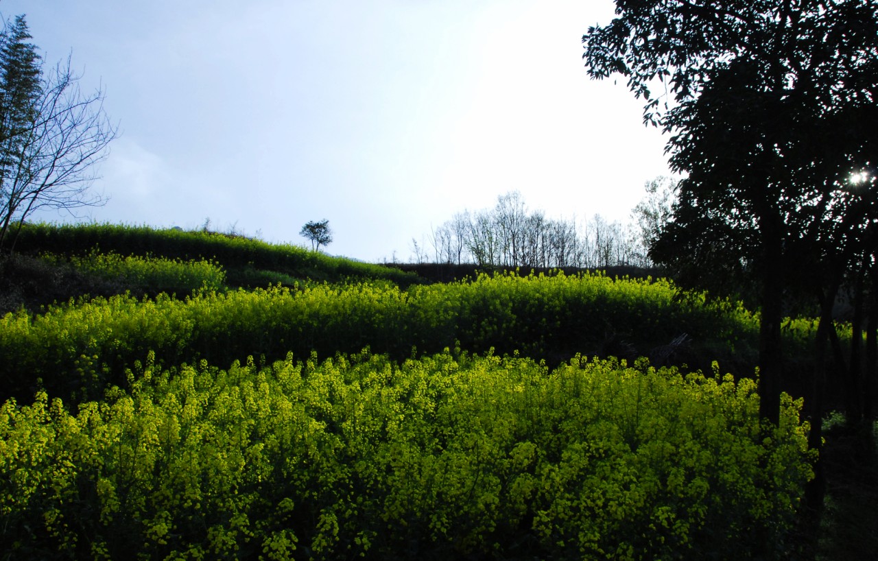 渭河平原(關中平原) 渭河平原(關中平原)