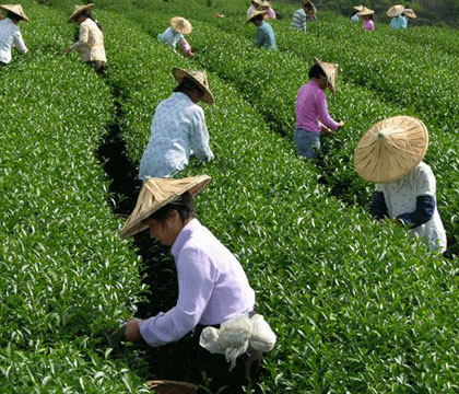 滎經茶葉 滎經茶葉