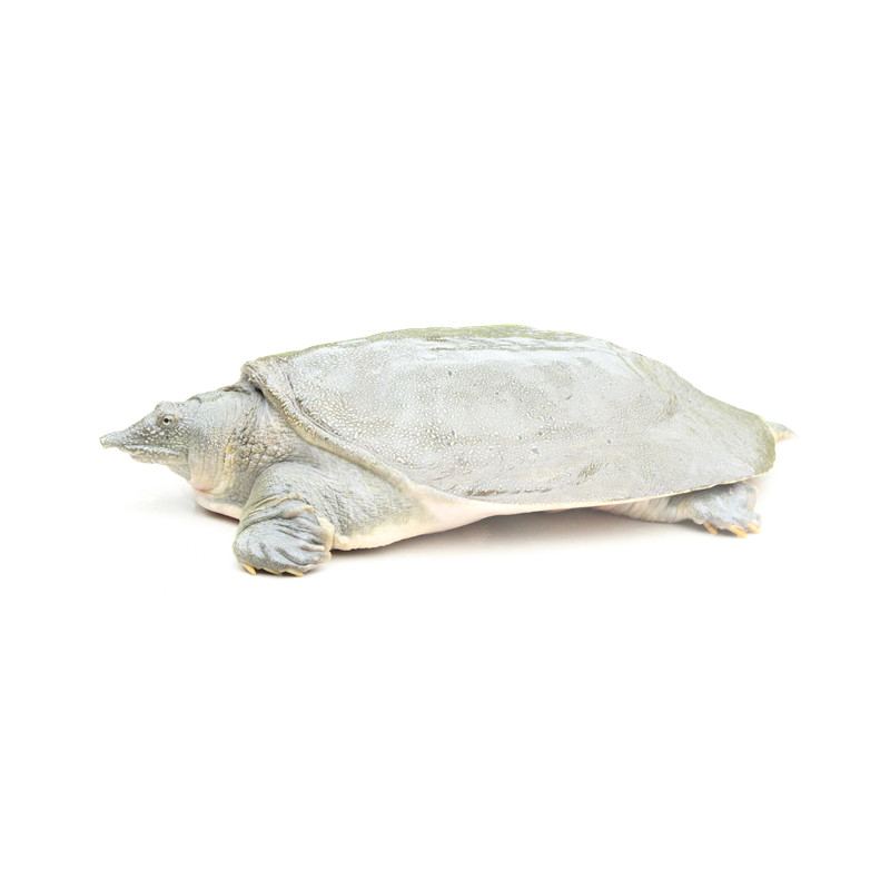 甲魚 甲魚
