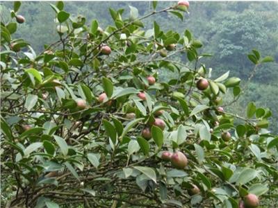 油茶 油茶