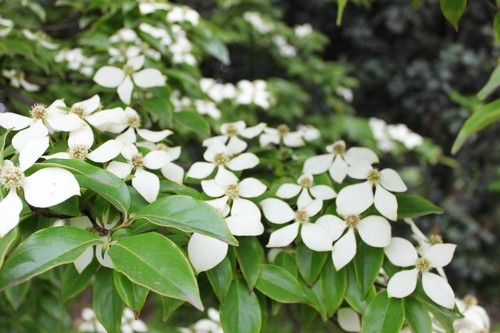 四照花 四照花