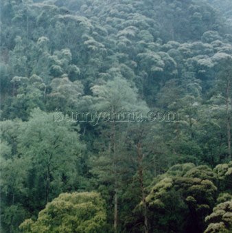 武夷山脈 武夷山脈