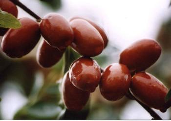 紅棗 紅棗