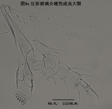 圖5c 圖5c