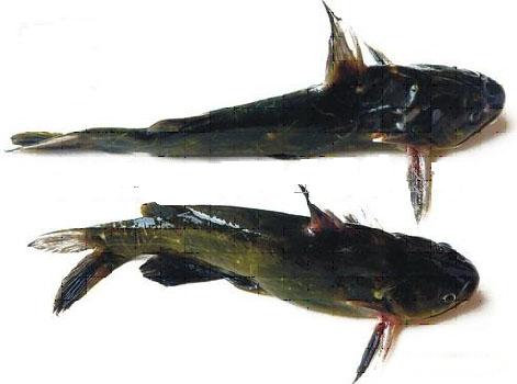 黃顙魚 黃顙魚