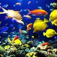 海洋生物(生物學術語)