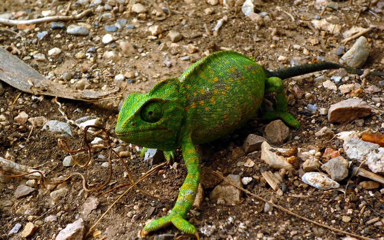 變溫動物 變溫動物