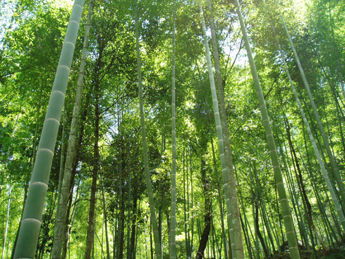 武夷山脈 武夷山脈