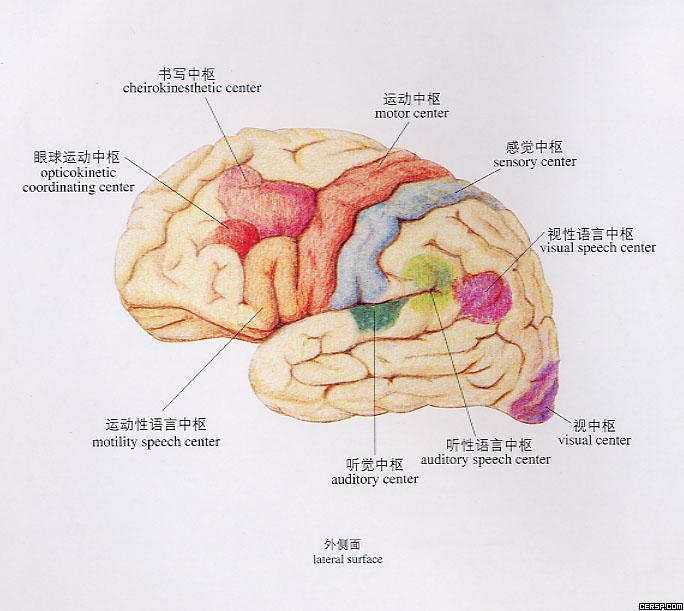 精神病鑑定是判定服刑和受審能力的依據 精神病鑑定是判定服刑和受審能力的依據