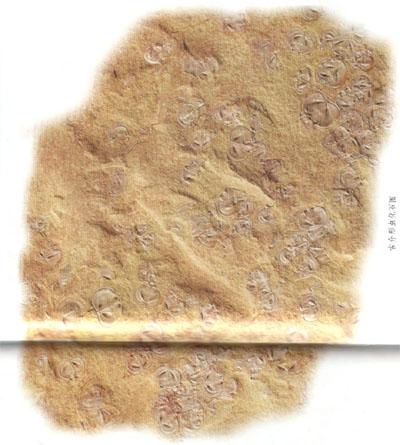 介形蟲 介形蟲