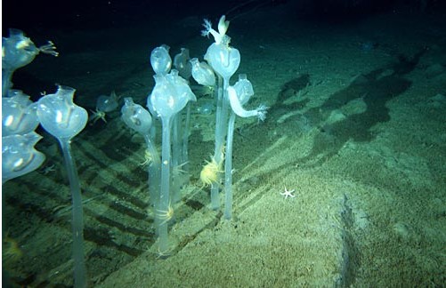 美麗的南極洲水下生物 美麗的南極洲水下生物