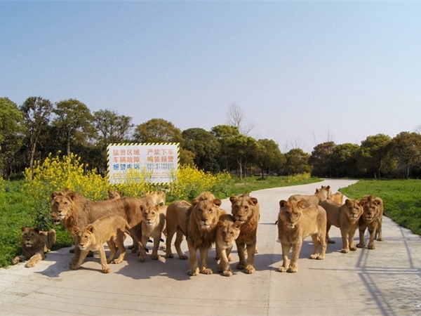 上海野生動物園 上海野生動物園
