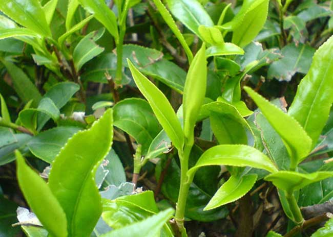 茶(中國傳統飲品)