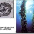 自養生物