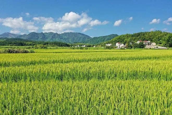 淮河為什麼沒有入海口？