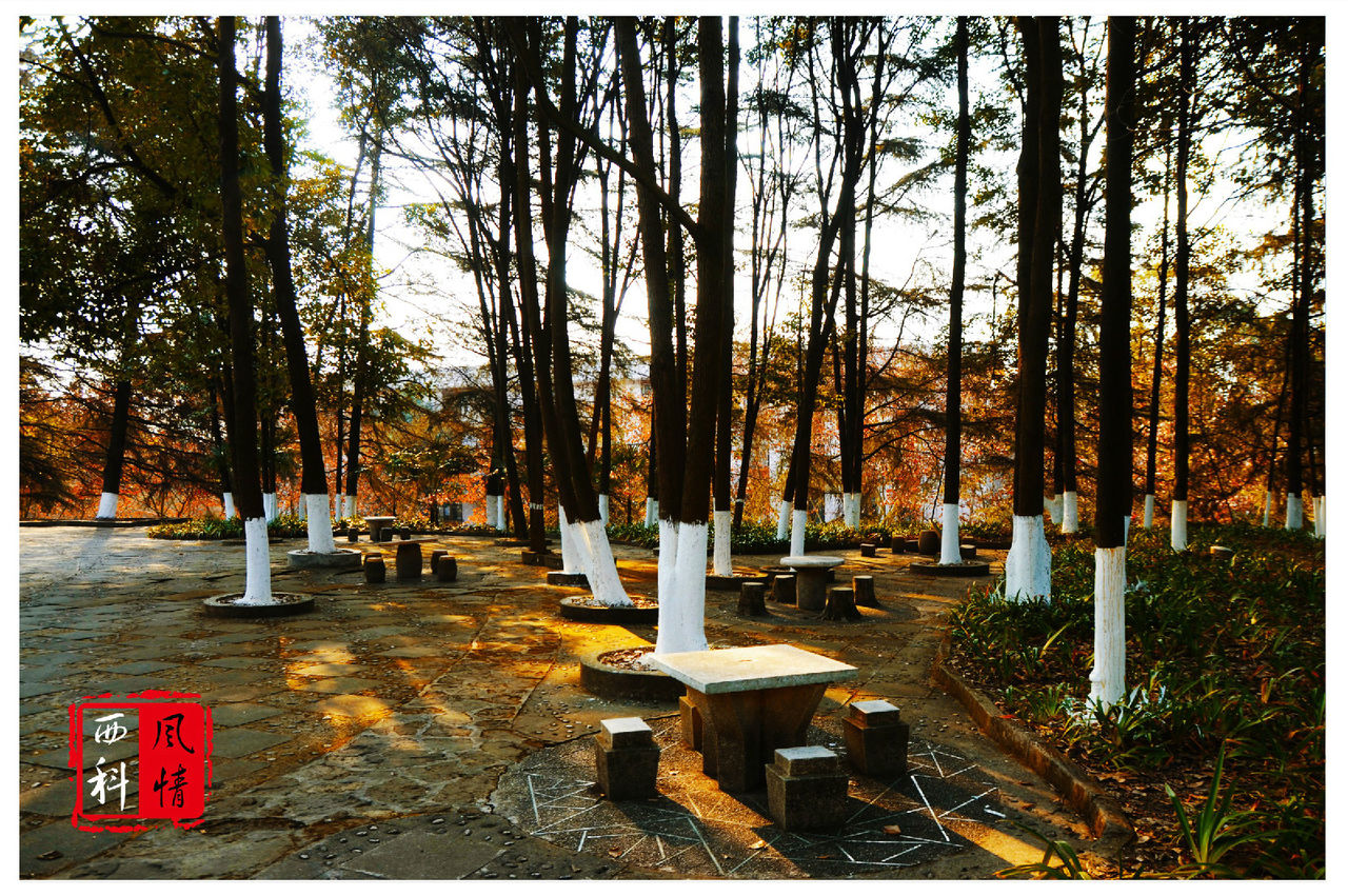 西區圖書館旁 西區圖書館旁