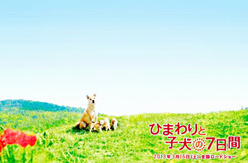 向日葵與幼犬的7天