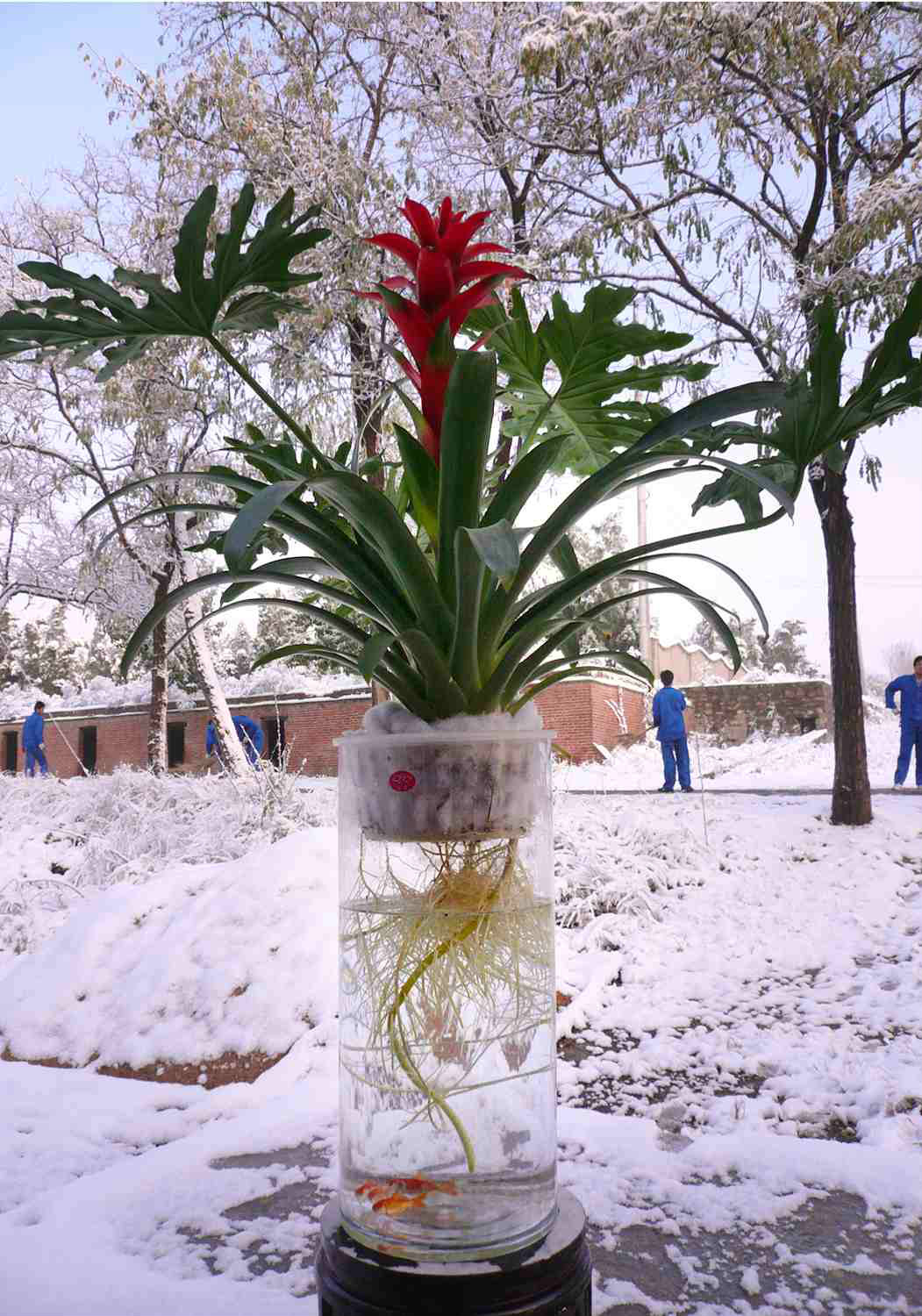 觀賞花卉 觀賞花卉