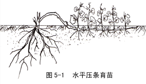 壓條 壓條