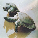 甲魚 甲魚