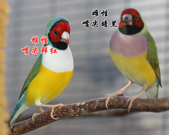七彩文鳥 七彩文鳥