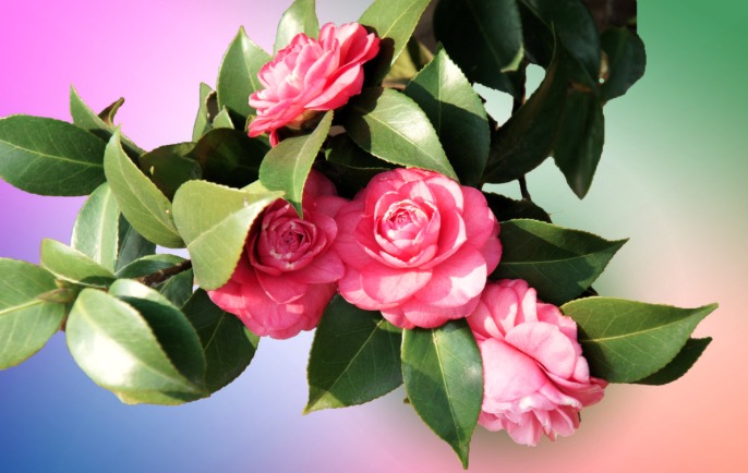 山茶花