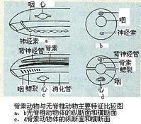 脊索動物門 脊索動物門