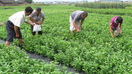 圖2 犍為茉莉花基地 圖2 犍為茉莉花基地